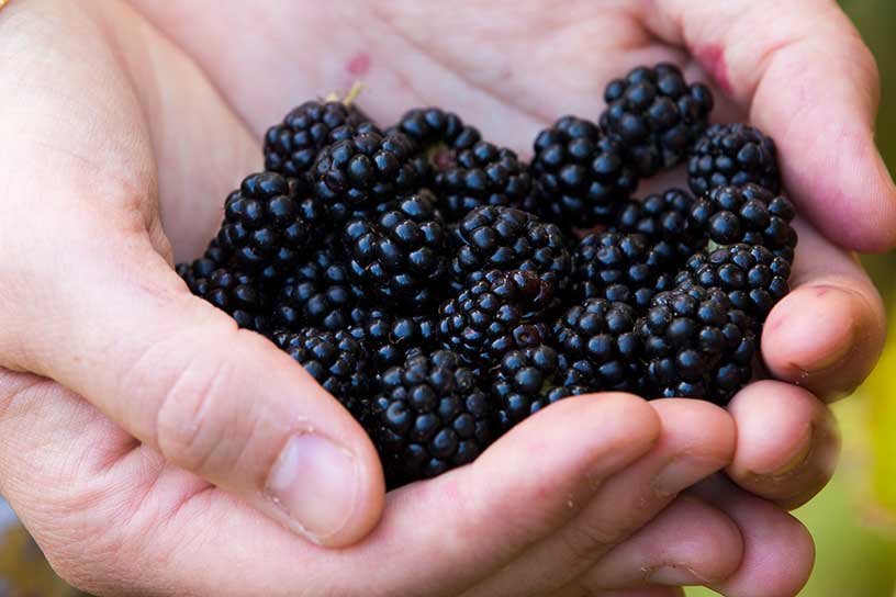 twee handen met bramen